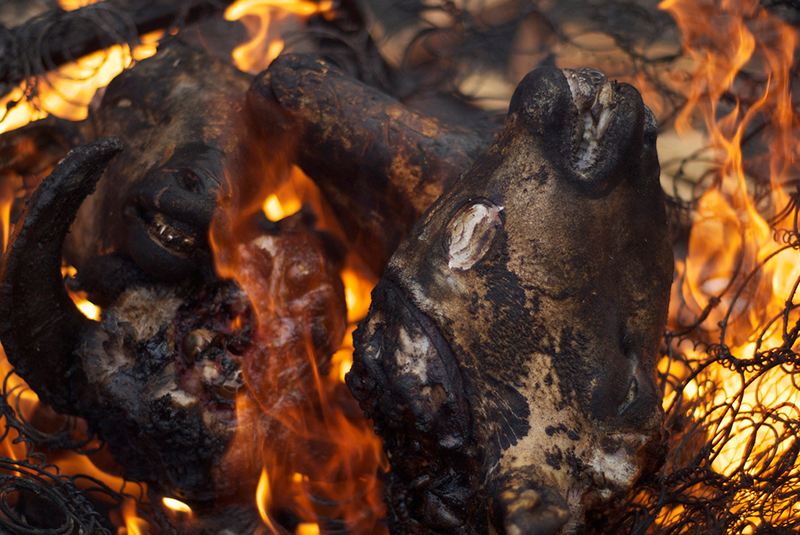 roasted_sheep_heads_morocco