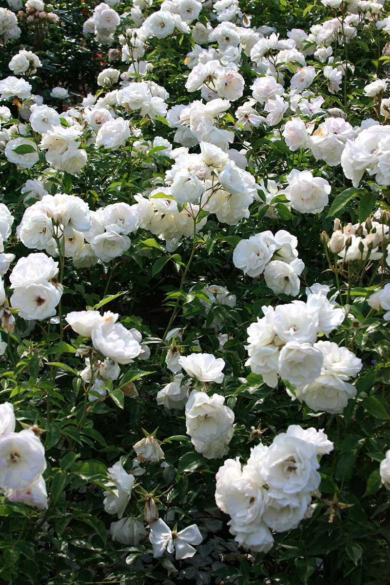 International Rose Test Garden - Portland, Oregon | ParTASTE