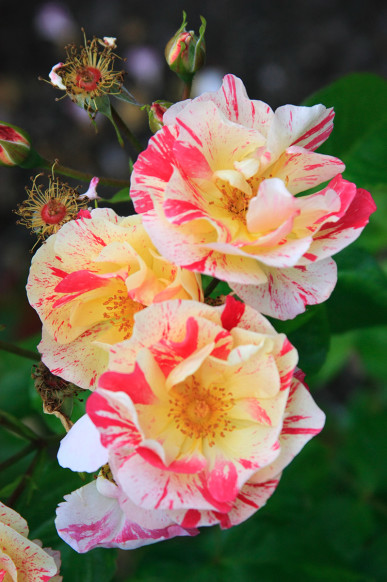 garden home west apartments portland oregon